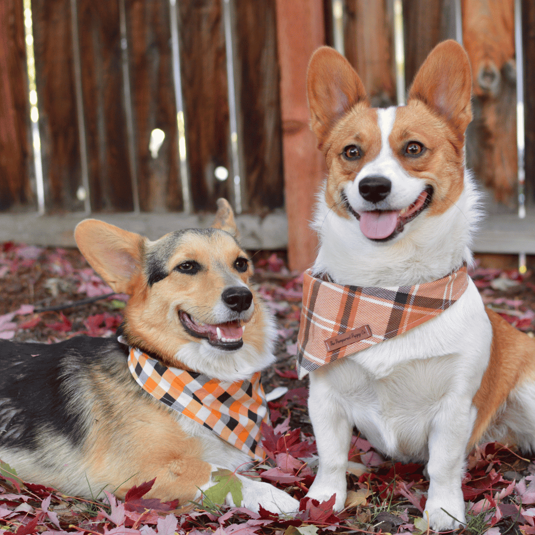A Safer, Happier Start to Fall