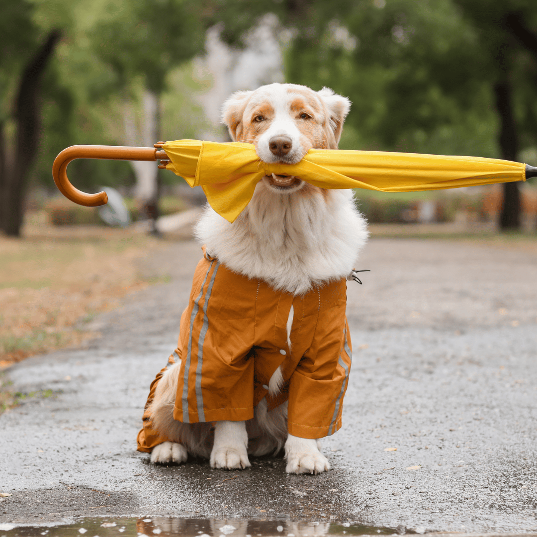 Bring Rain-Ready Supplies
