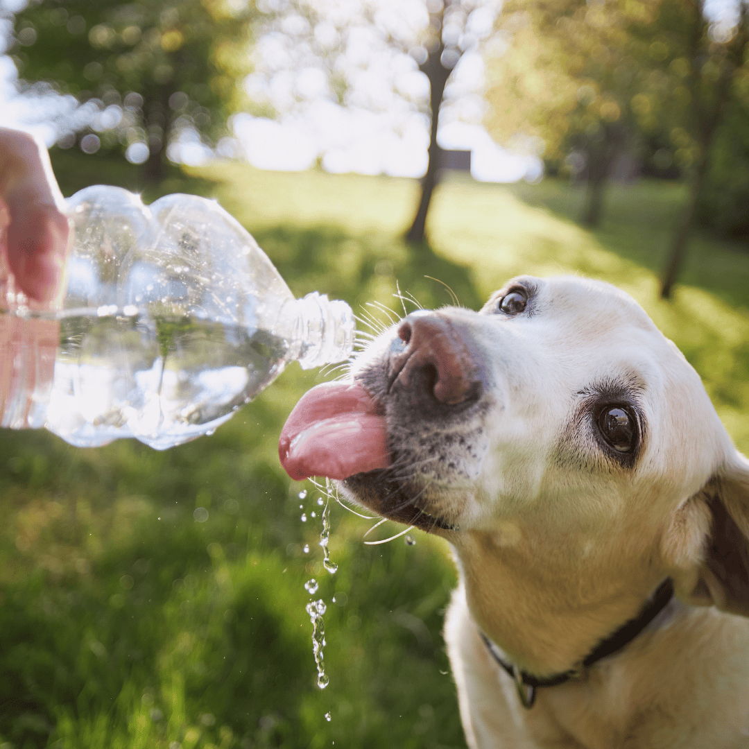 Keep Water in Your Walking Routine