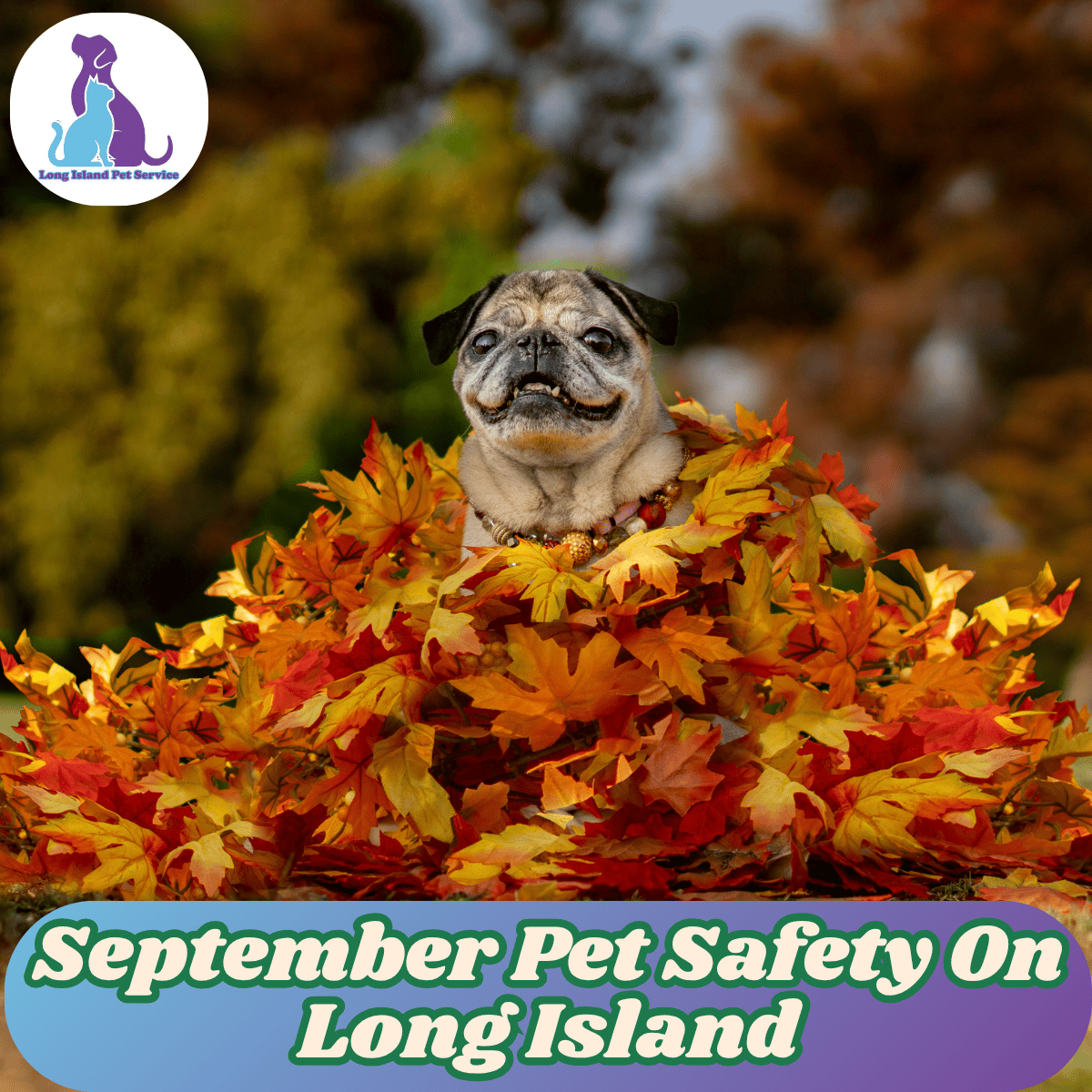 September Pet Safety On Long Island