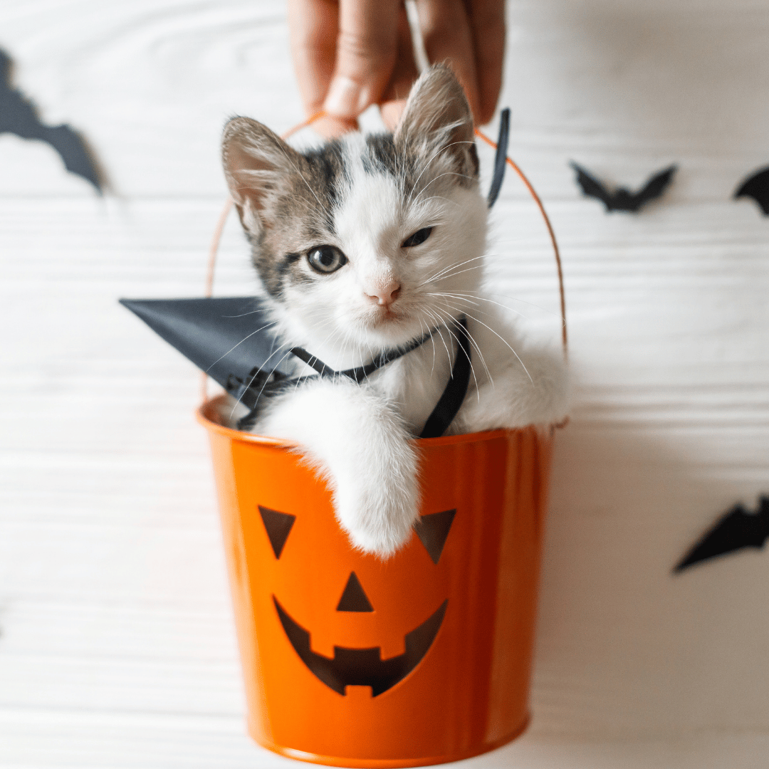 Know the Signs of Costume Stress