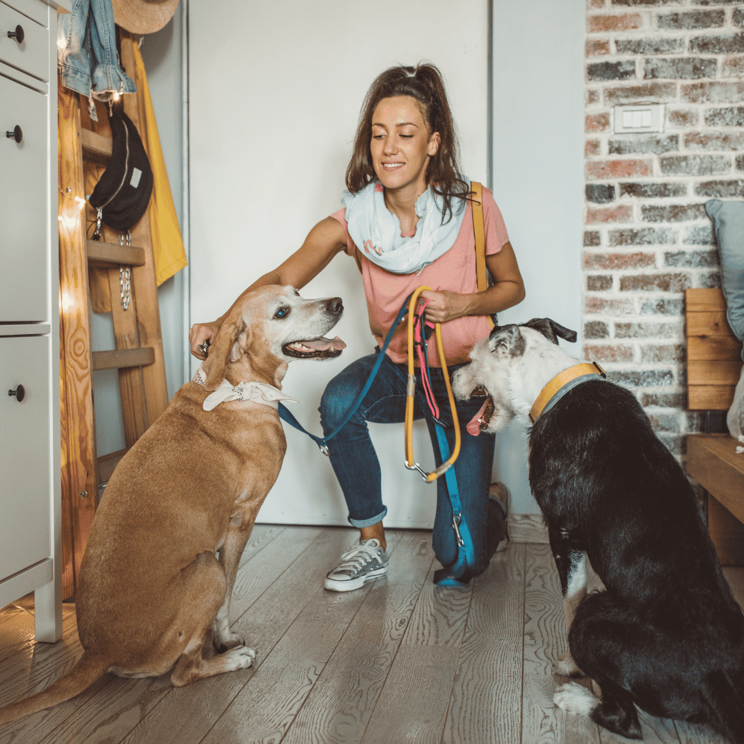 Looking For a Reliable Pet Sitter or Dog walker
