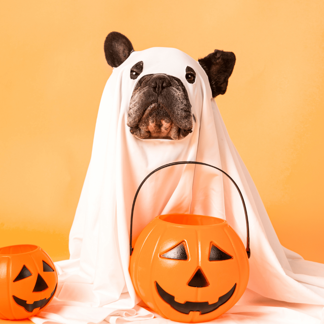 Make Sure Your Pet Can See and Breathe