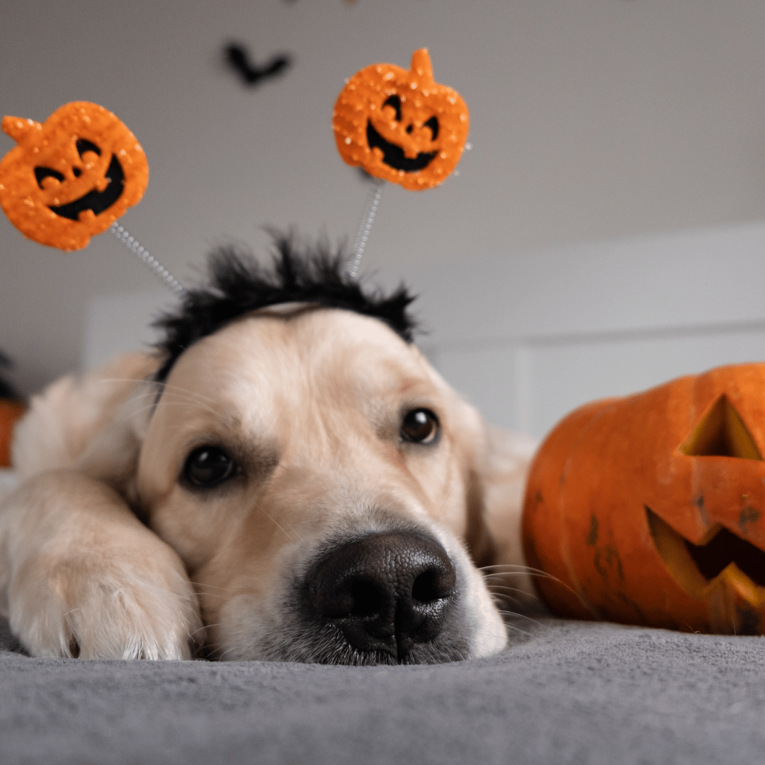 Why Halloween Can Stress Pets